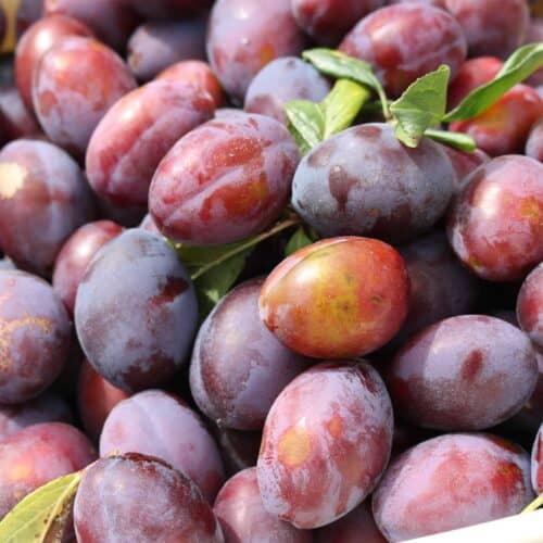 Homemade Homegrown Plum & Chilli Jam Recipe