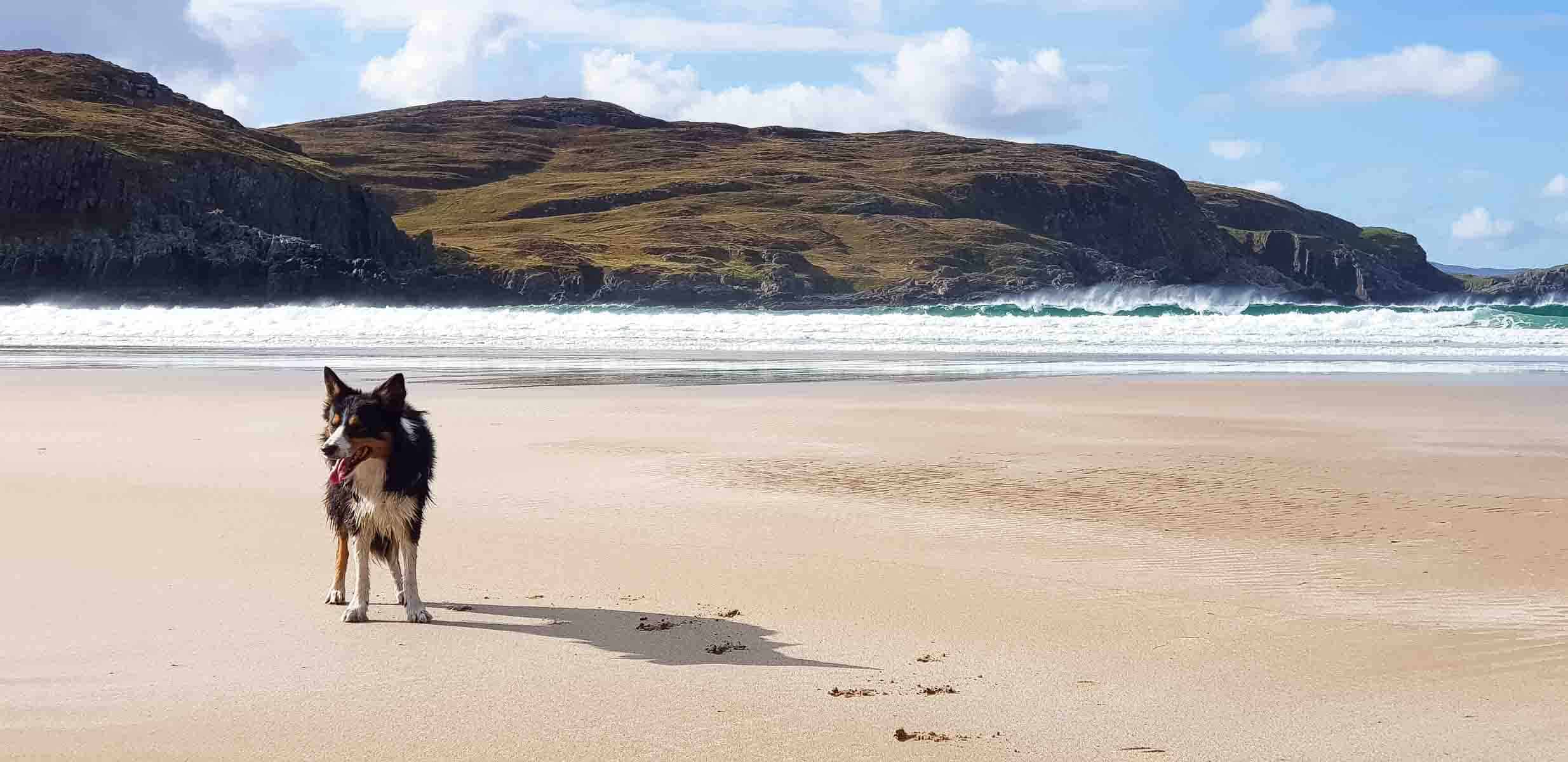 border collie at Farr beach near Bettyhill