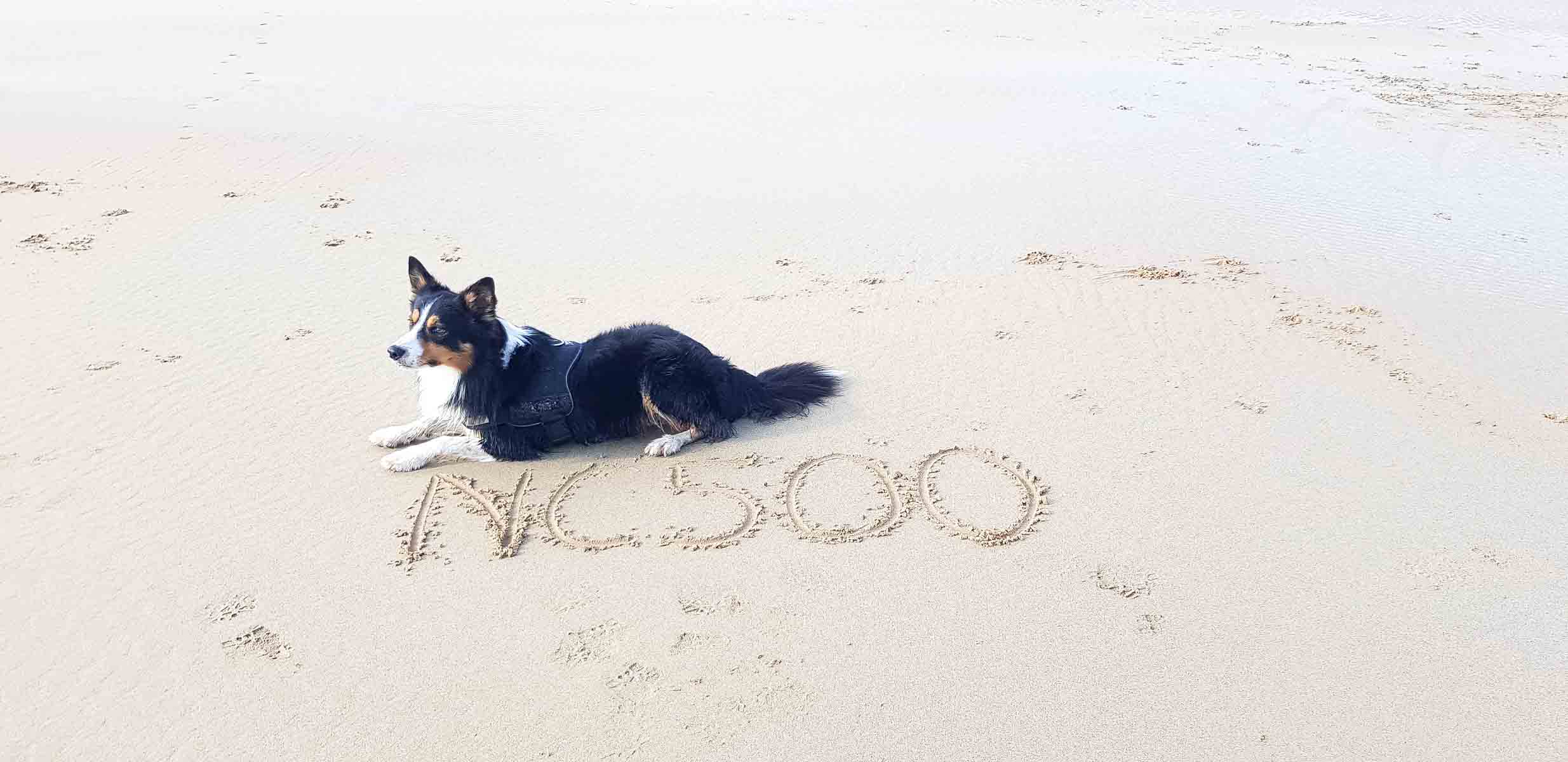 dog friendly NC500 road trip
