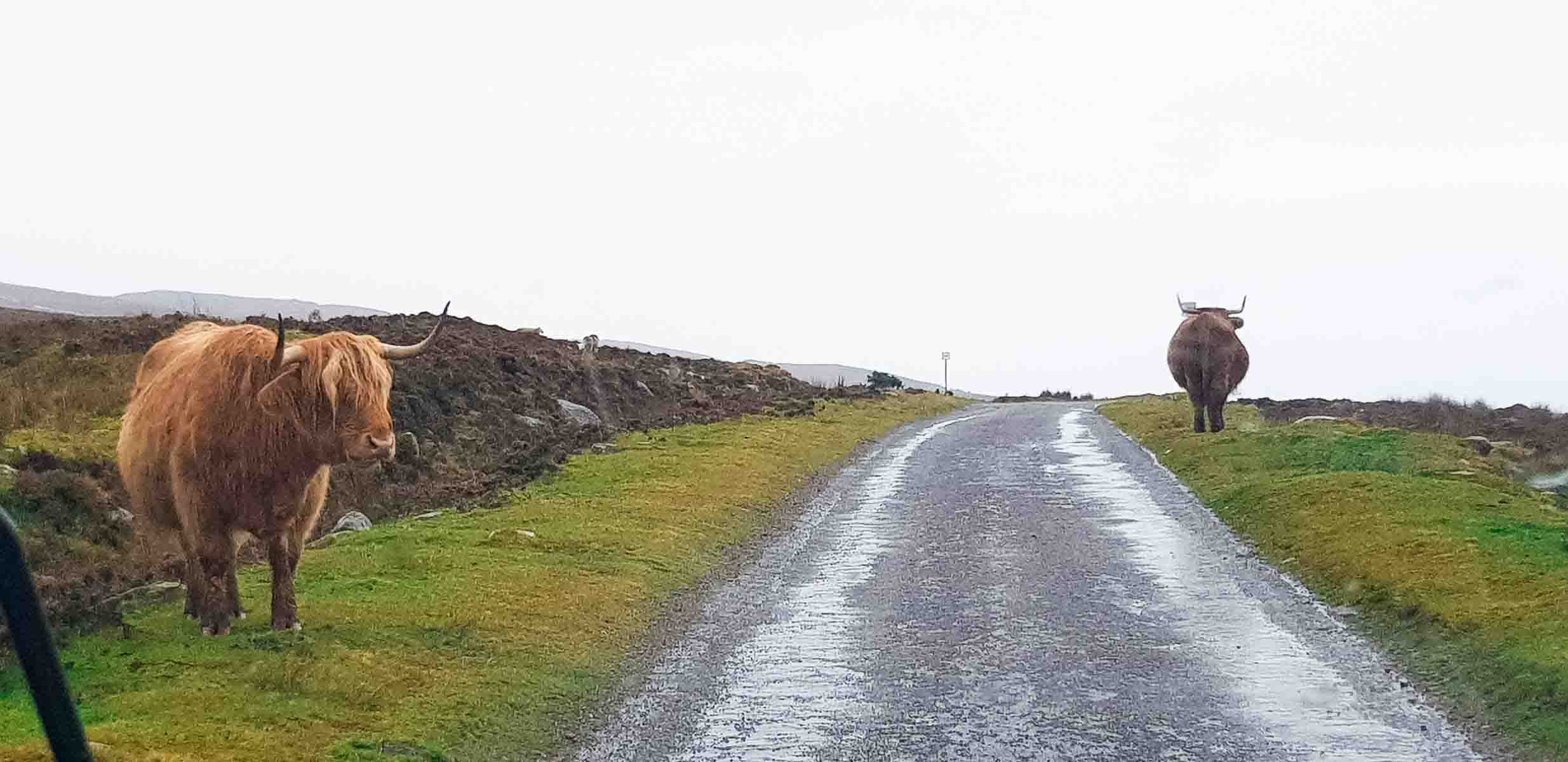 Waiting for Highland cows while driving along the North Coast 500