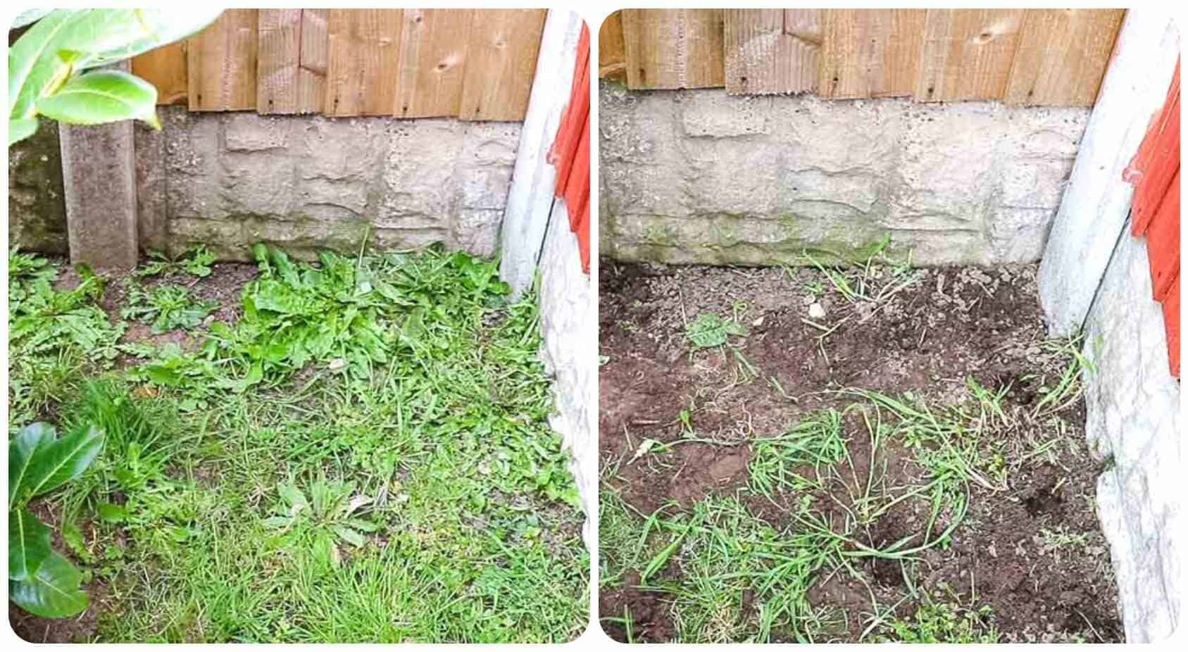 before and after of a very weedy patch in the corner of a lawned garden next to fences