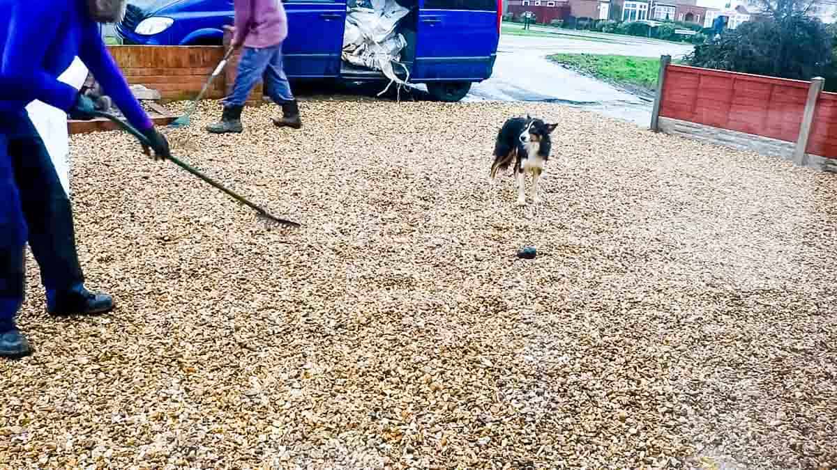 2 people raking gravel on driveway with a dog trying to help