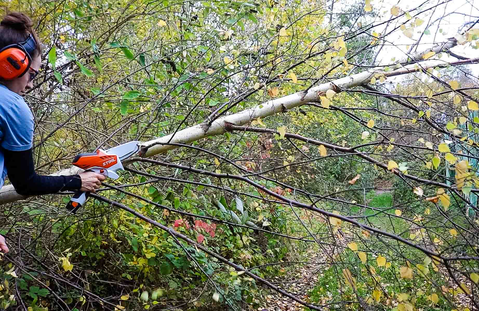 Woman trimming branches on a tree for reindeer antlers